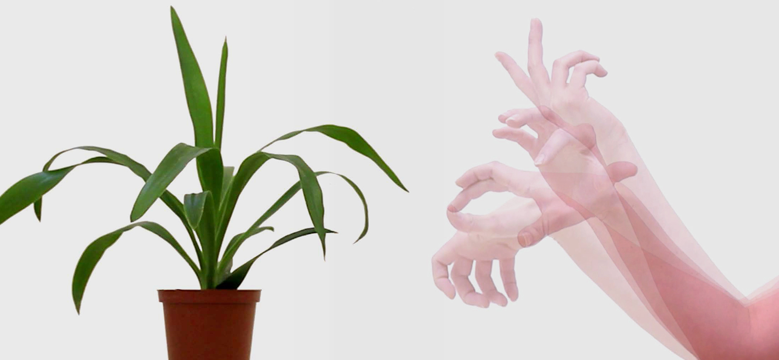 dreier asking a plant