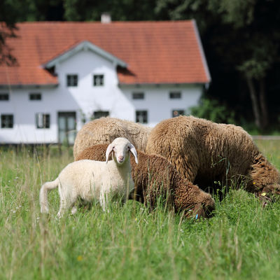 Schafe vor der Furthmühle