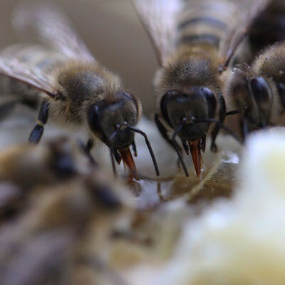 Blick ins Bienenvolk neu